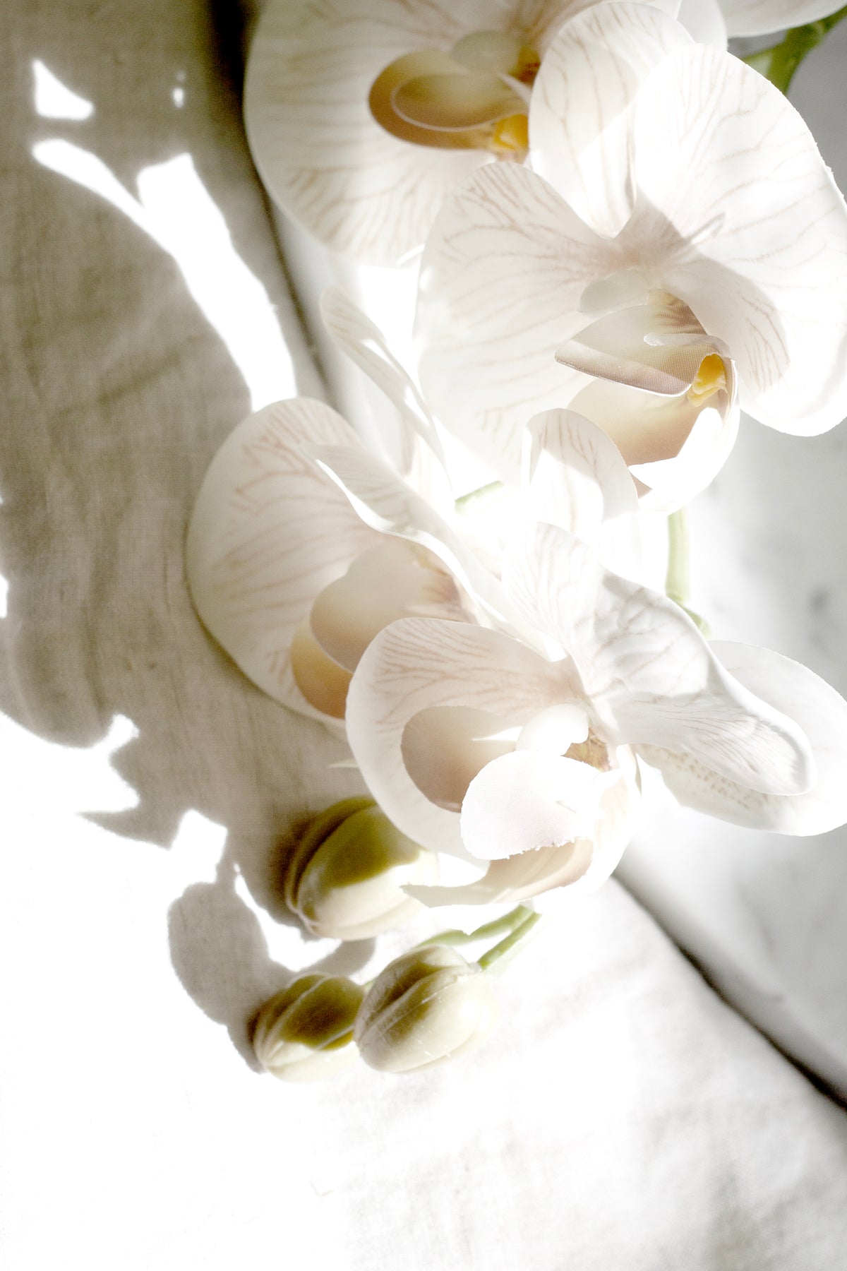 Close crop of cream orchid blooms and buds on white linen in bright sun