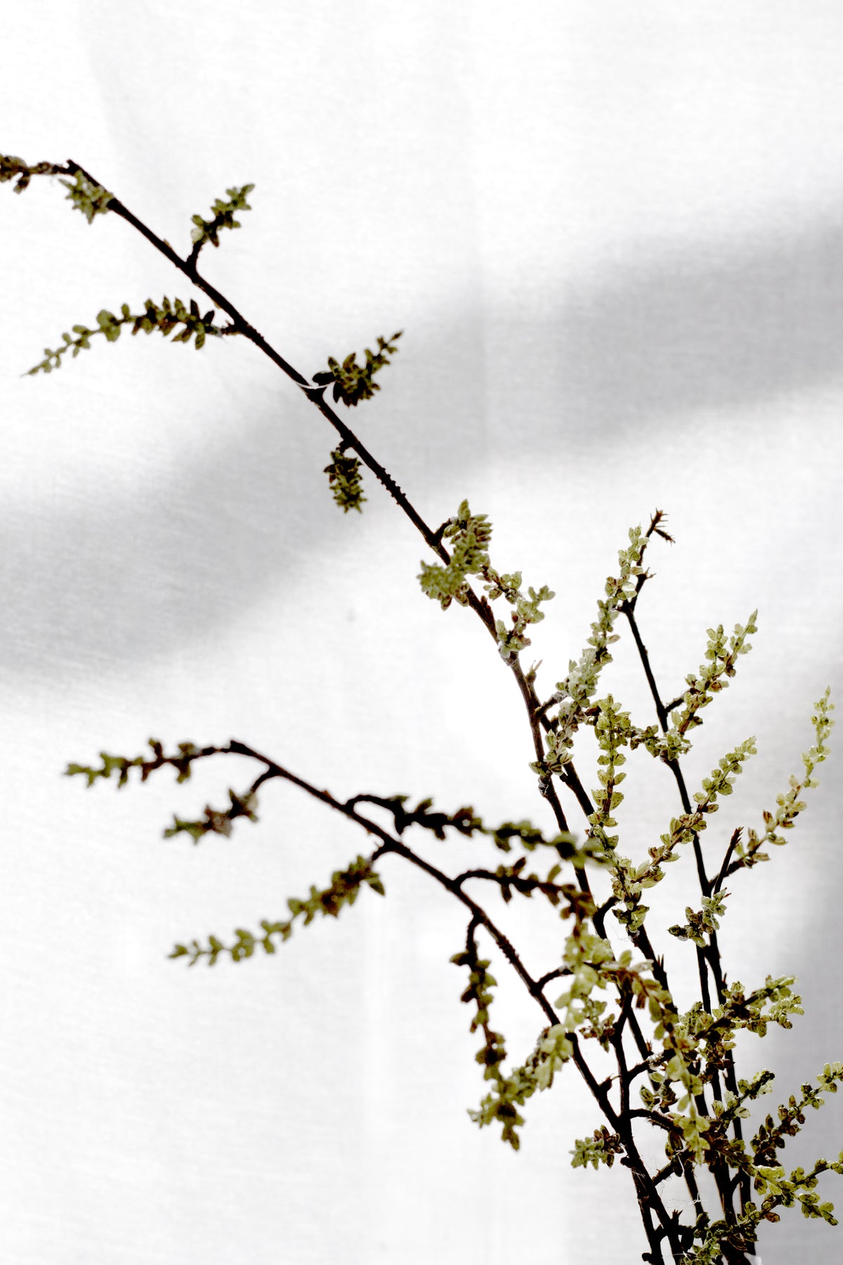 Stachyurus branch tips in dappled window light