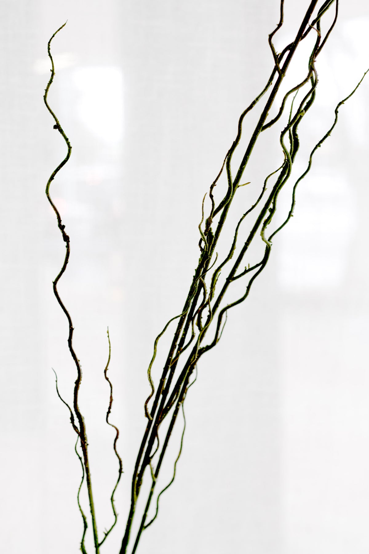 Twisted willow stems rising in front of a bright window, their curls in silhouette