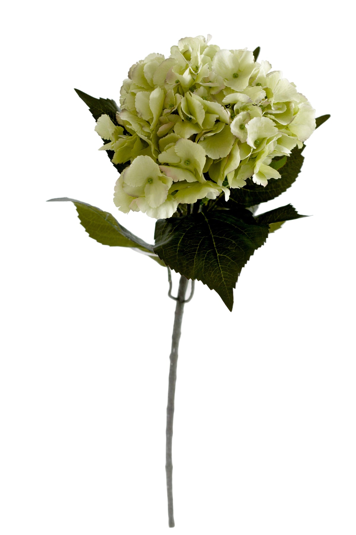 Dutch Green Hydrangea faux stem, 67cm, with a pale green bloom, on white