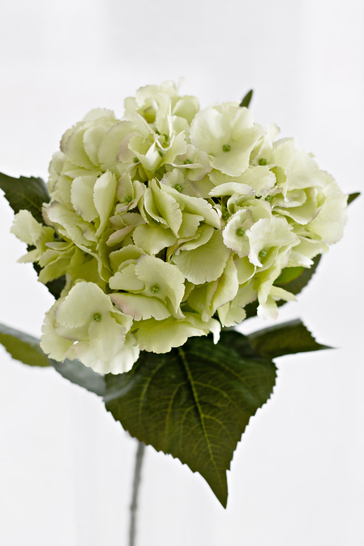 Pale green faux hydrangea head and leaves in soft light