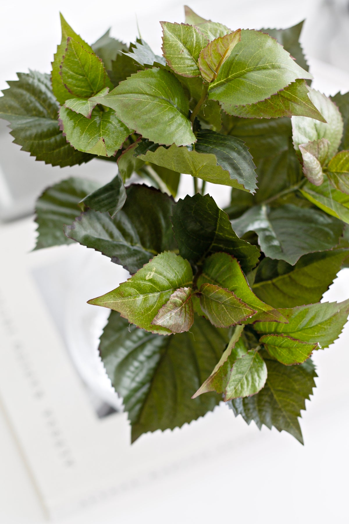 Close view of the glossy leaves spilling over a white surface above a book