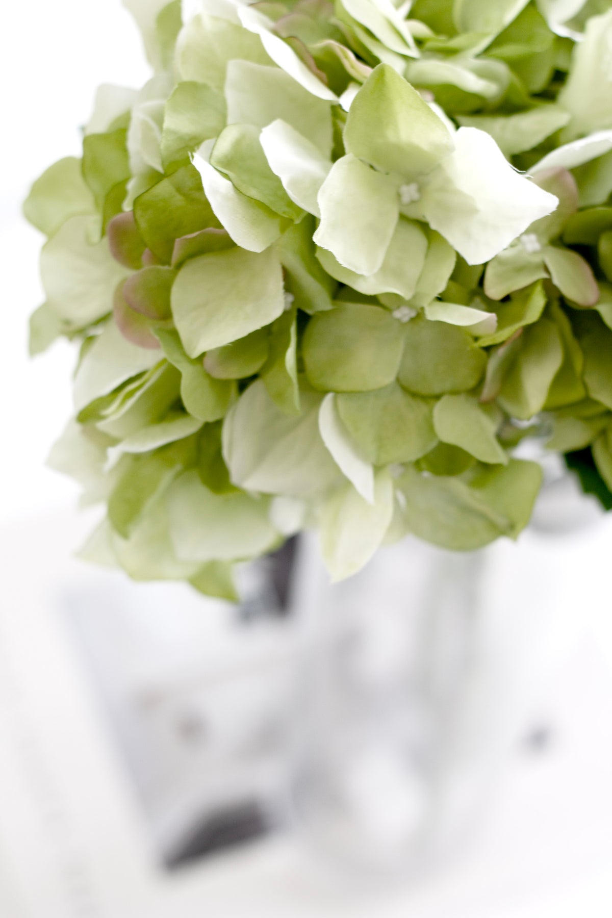 Close view of the green hydrangea bloom in a glass vase in soft light