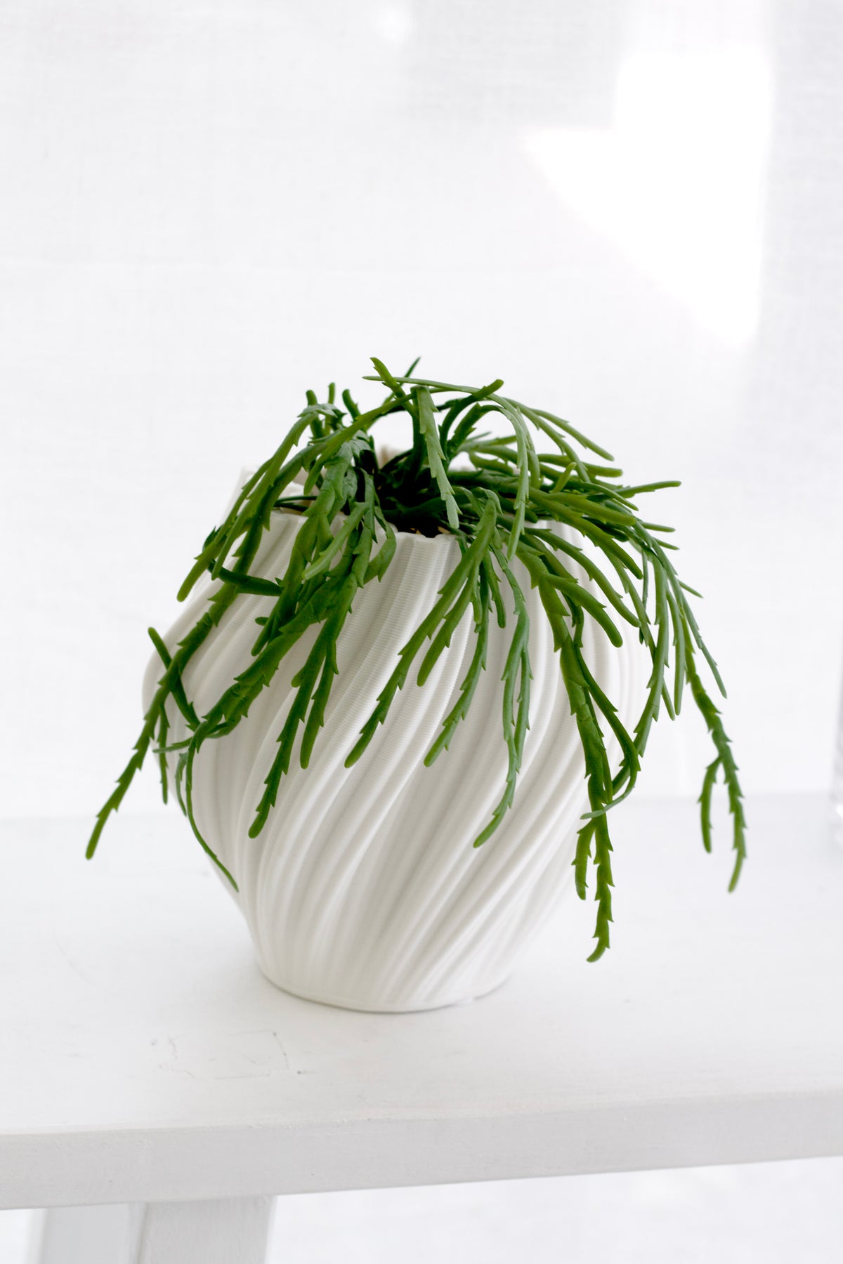 Stick plant in a small white swirled pot on a bright ledge, stems draping down