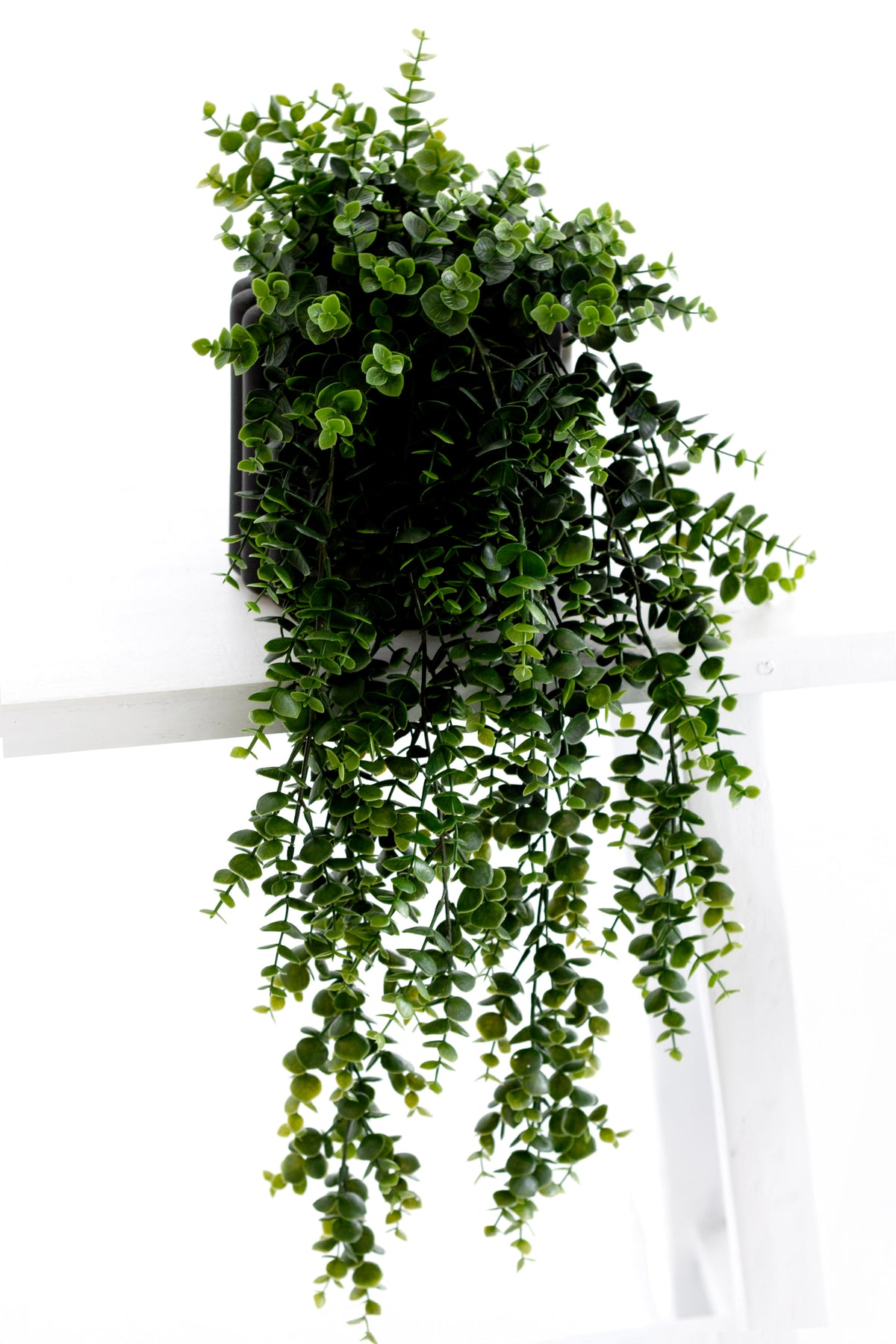 Green hanging eucalyptus in a dark rectangular pot, foliage trailing over a white ledge