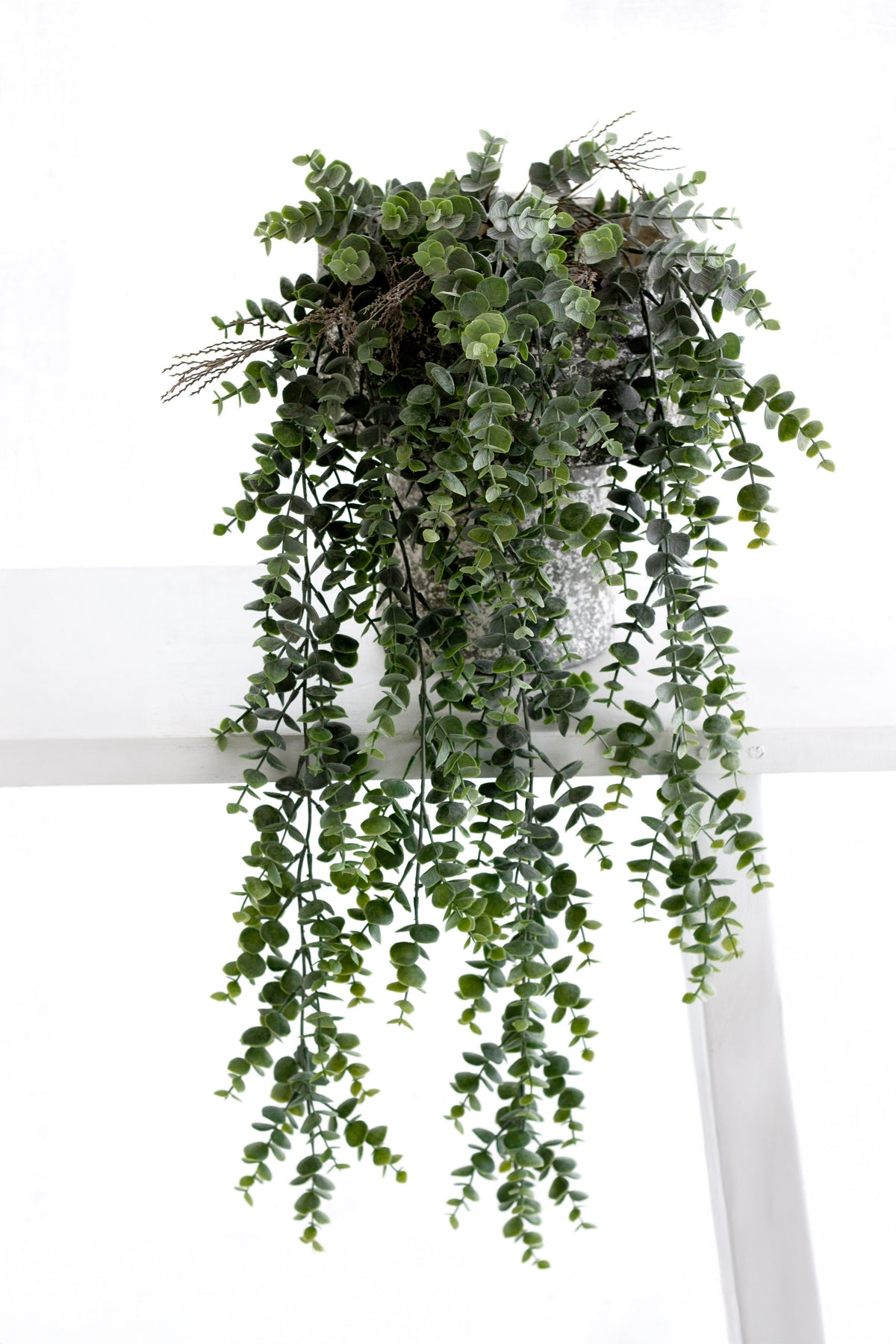 The eucalyptus bush hanging from a white shelf, long green strands falling against a sheer curtain