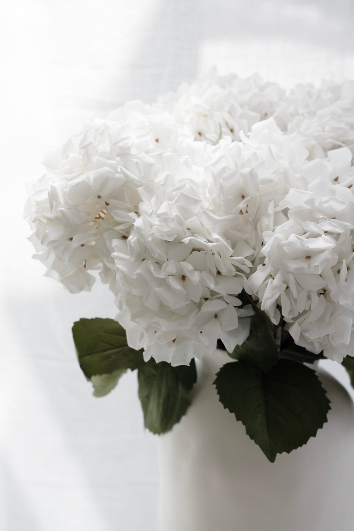 Close view of the white hydrangea heads with green leaves at the base
