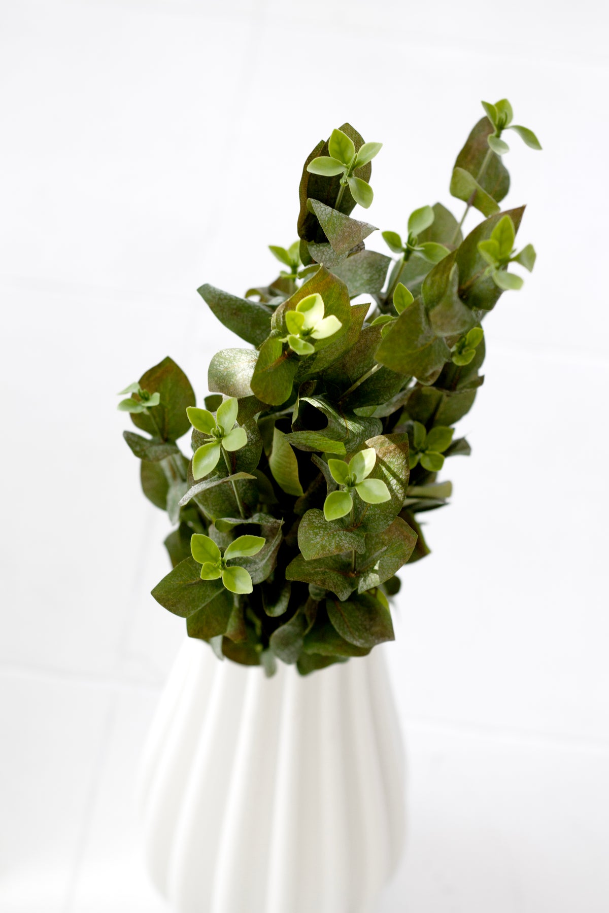 Beech leaf spray arranged in a white fluted vase against a pale background