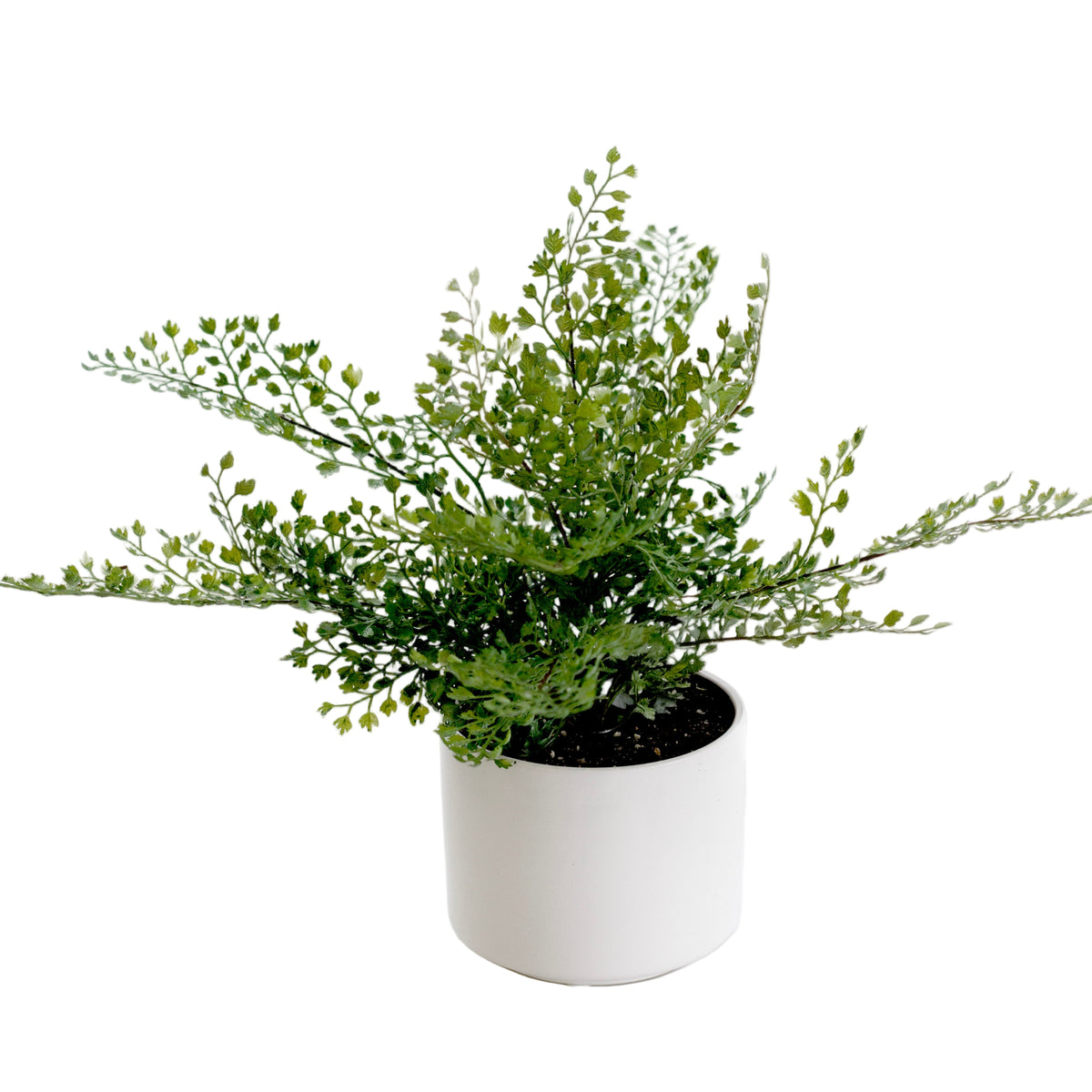 Maidenhair fern with fine fronds in a small black pot, shown on a white background