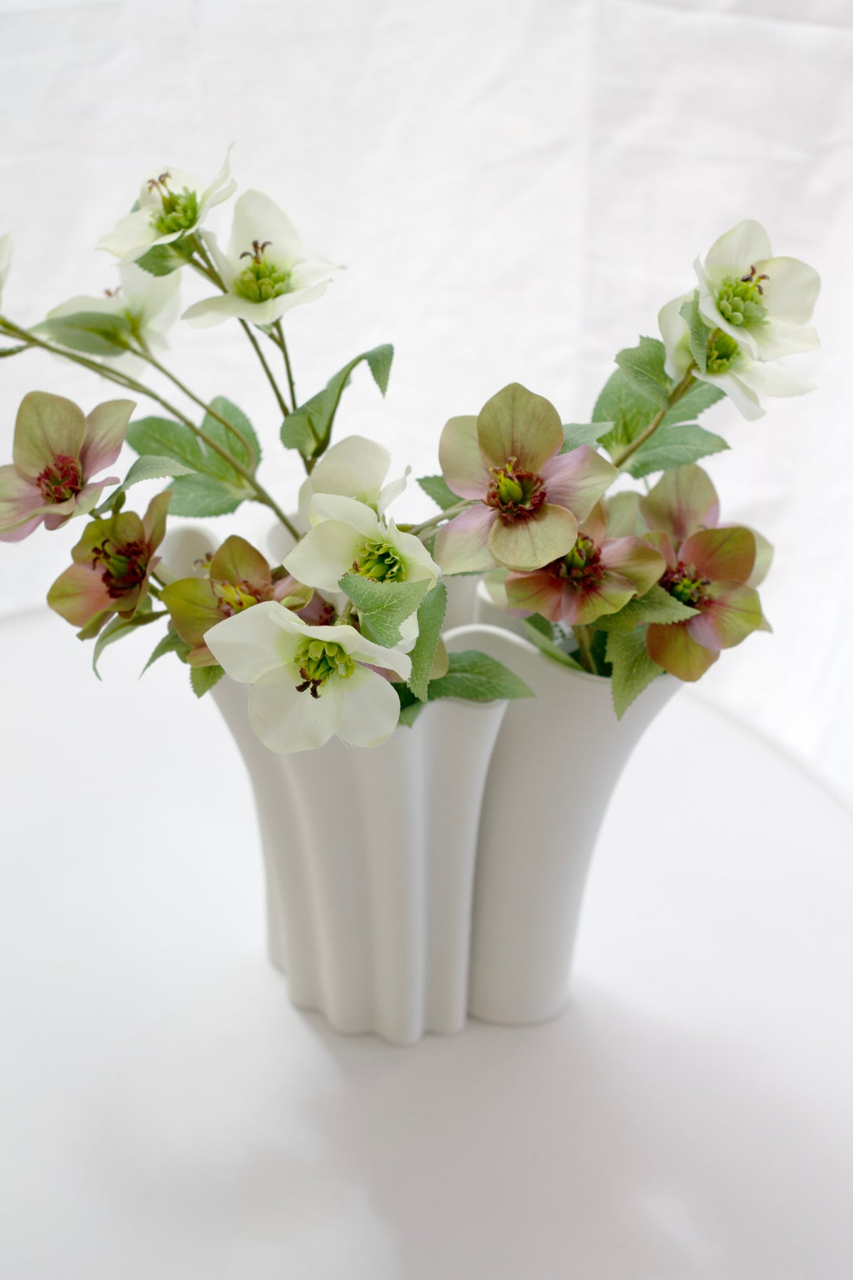 Mixed cream and mauve hellebores in a fluted white vase, close view