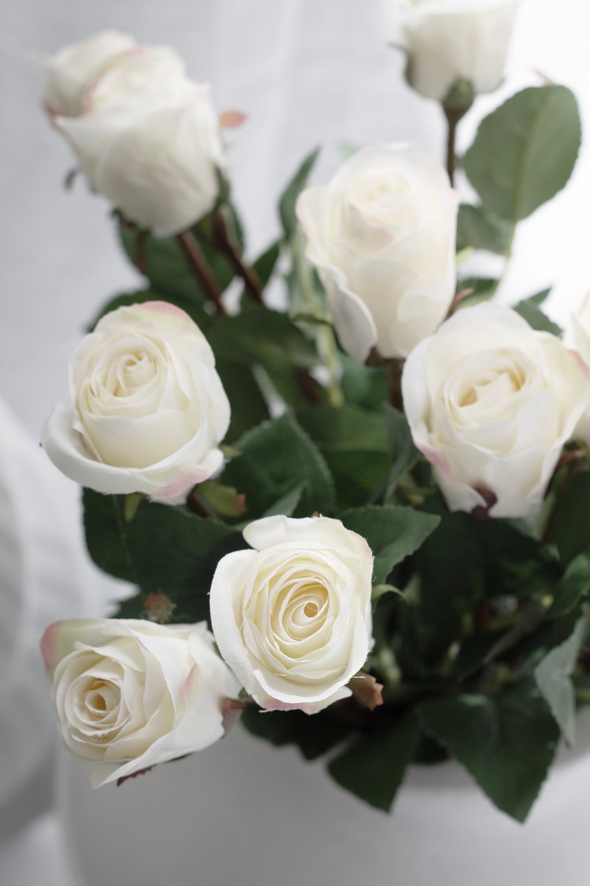 Close view of white Asher rose buds with deep green foliage