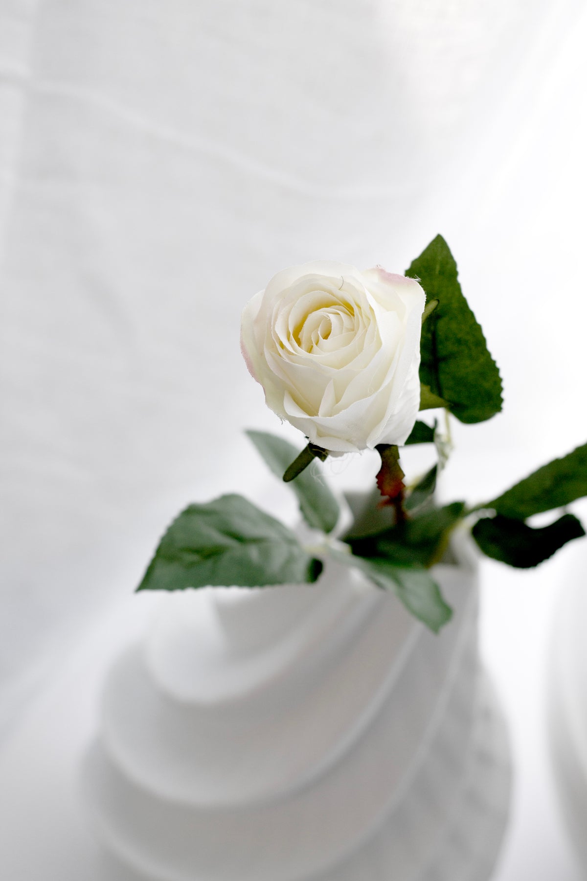 Single white Asher rose bud opening above a white ribbed vase