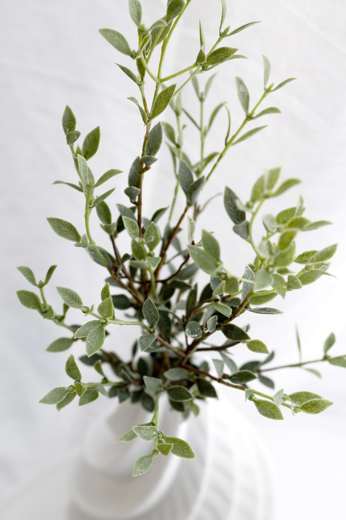 Ruscus stems fanned wide in a white scalloped vase against a pale curtain