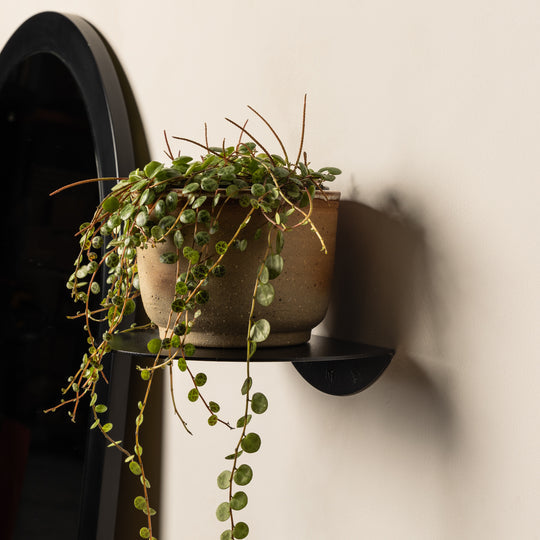 Large black FOLD Round Shelf holding a trailing plant beside a black arched mirror