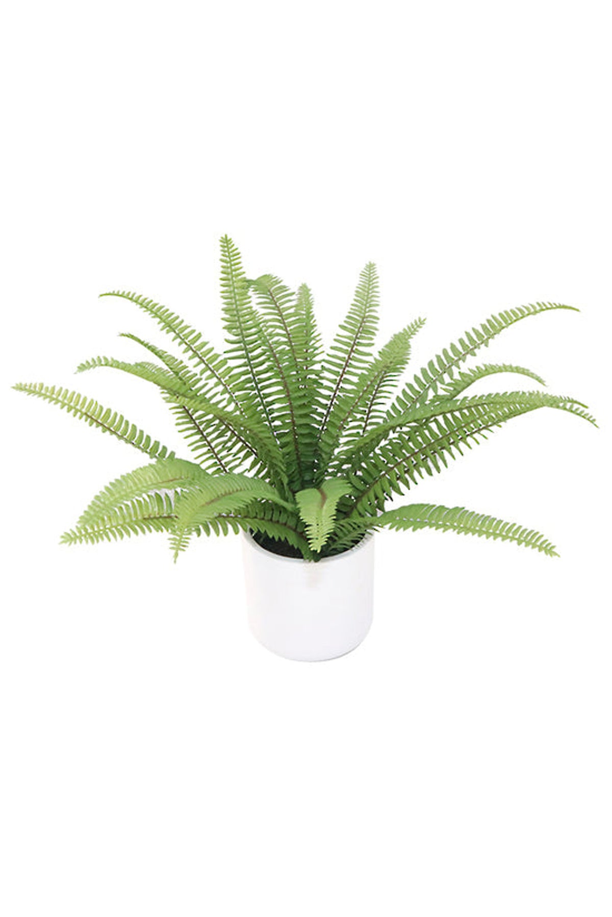 Ladder Fern in a white ceramic pot, 35.5cm faux plant, on white