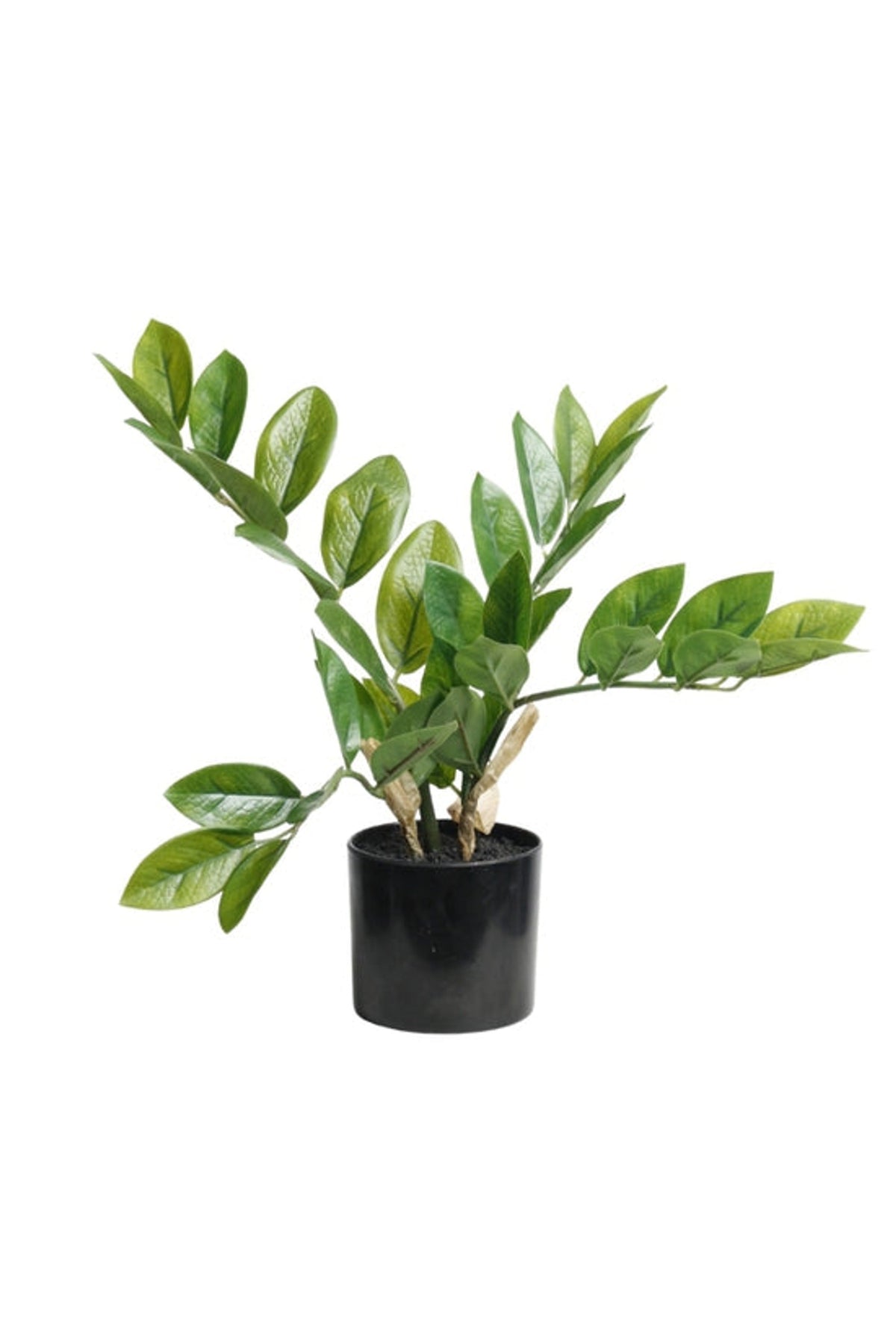Faux ZZ plant with glossy oval leaves in a black pot, on white