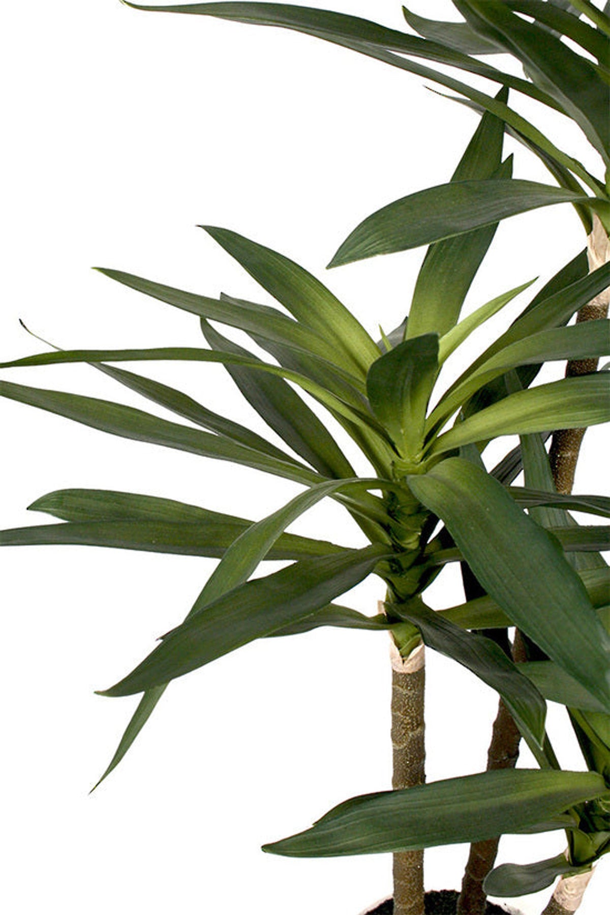 Close view of the dracaena's long slim green leaves
