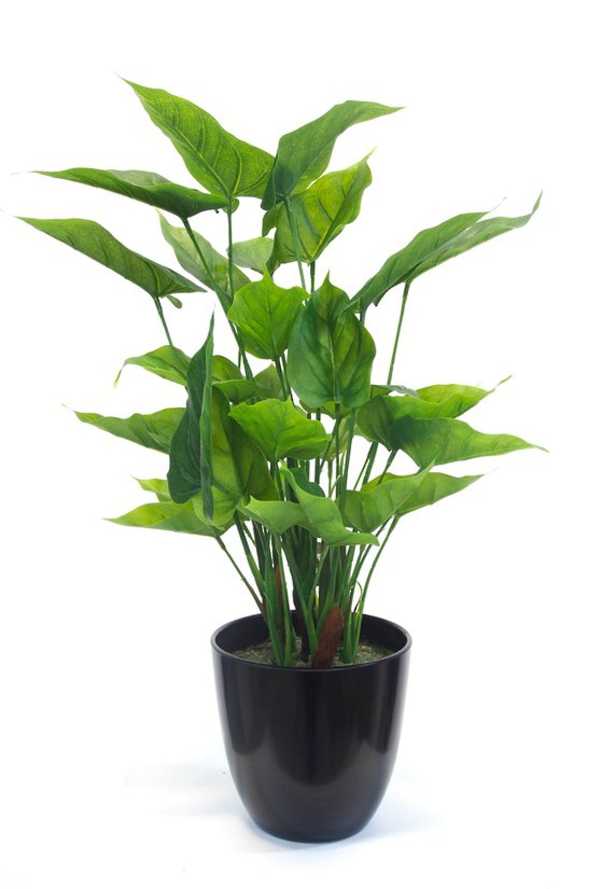 Faux anthurium bush with green heart shaped leaves in a black pot, on white