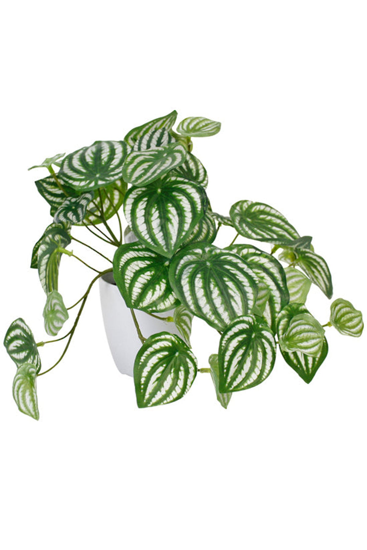 Faux watermelon peperomia with silver and green striped leaves trailing over a white pot, on white