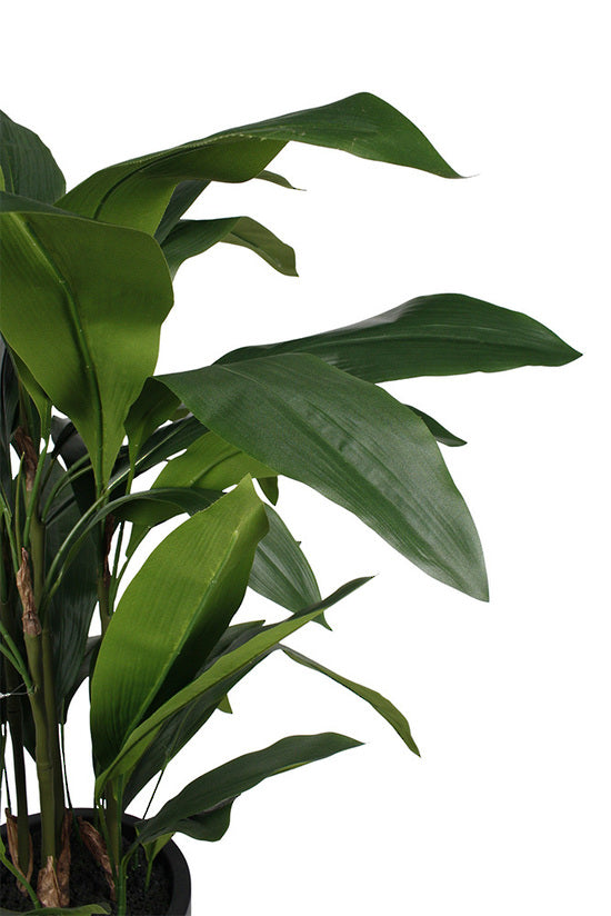 Aspidistra leaves spreading from the pot, close view