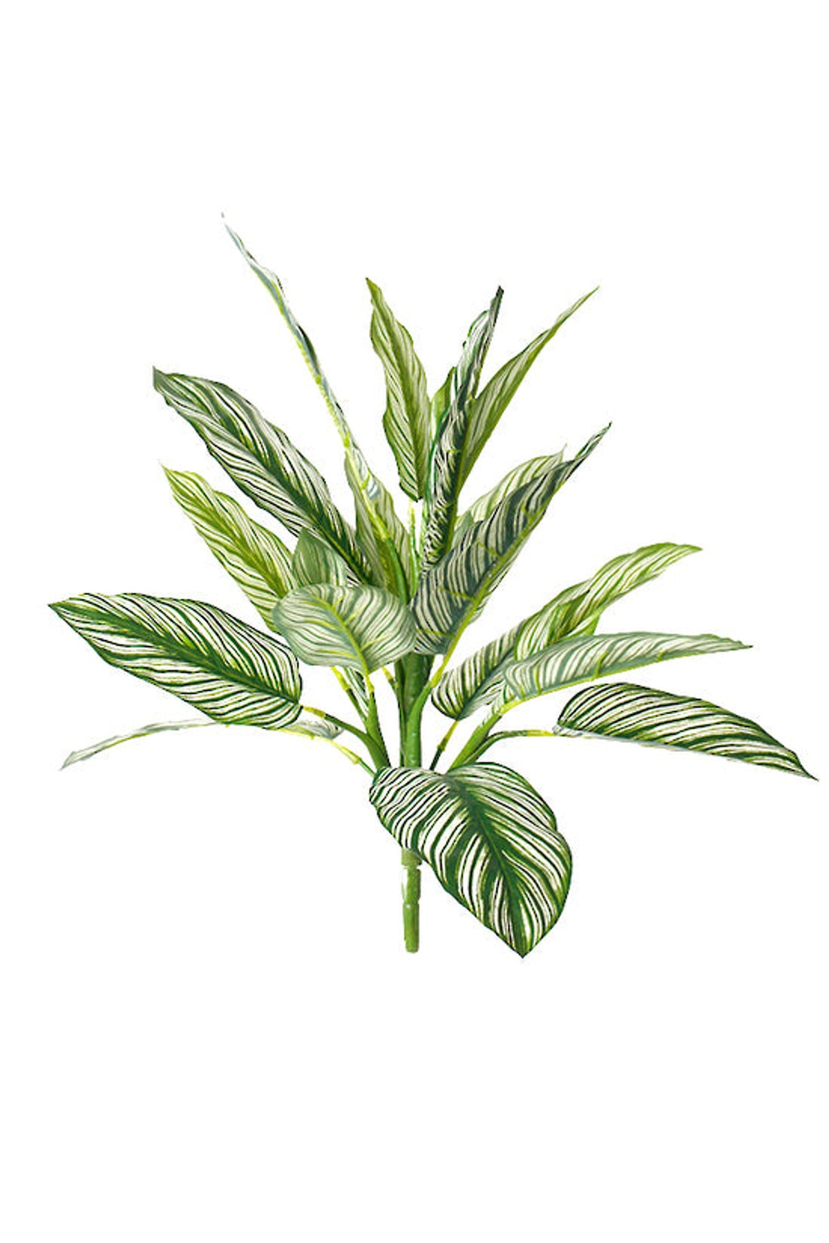 Faux calathea whitestar bush with white striped green leaves, on white