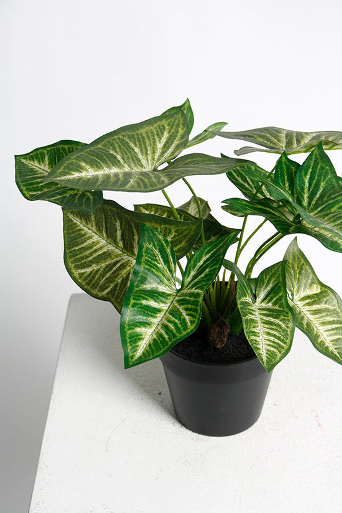 Syngonium in a black pot, angled view