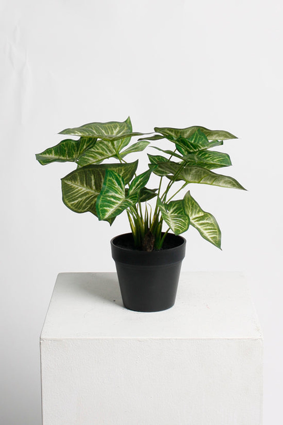 Syngonium in a black pot on a white plinth