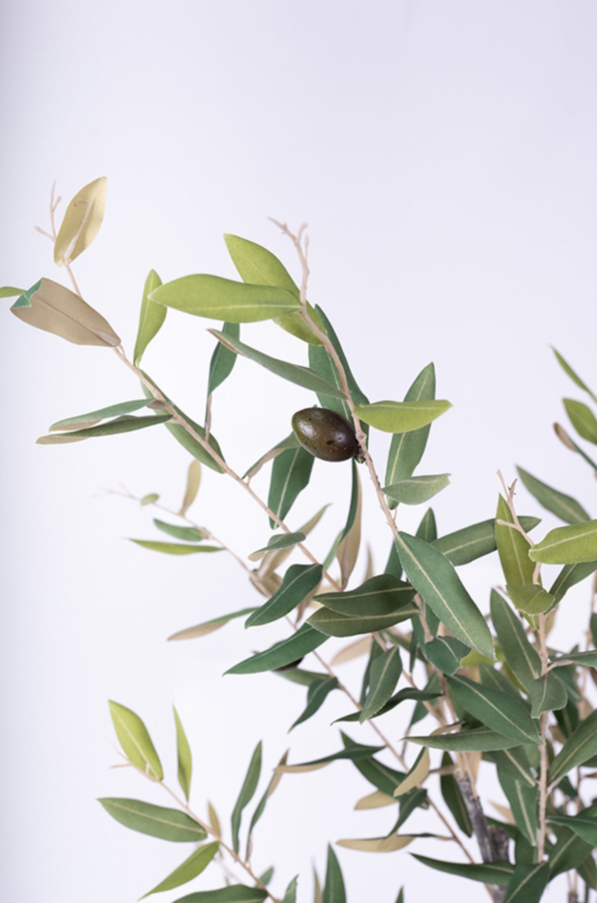 Olive tree in a clay pot, close view of the leaves