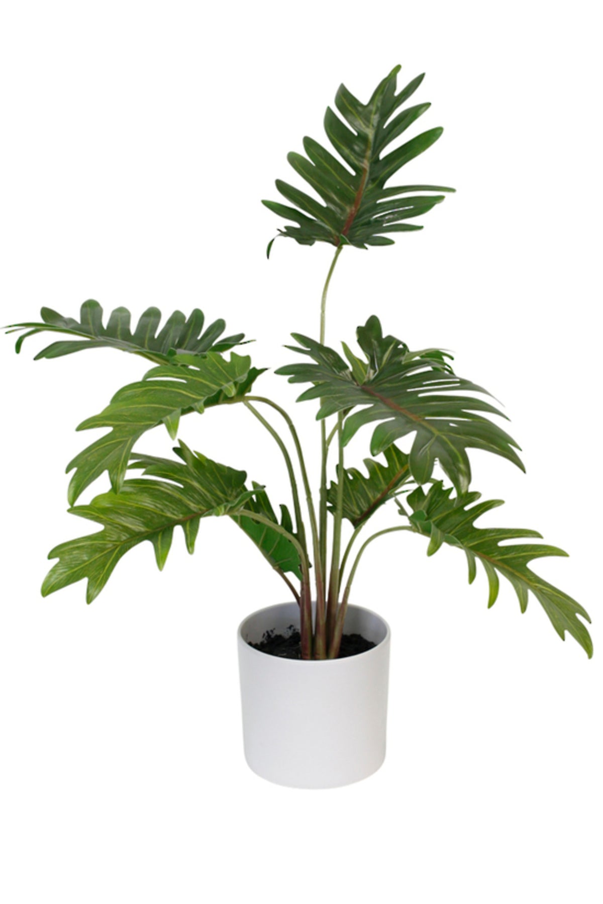 Xanadu philodendron in a white pot, on a white background