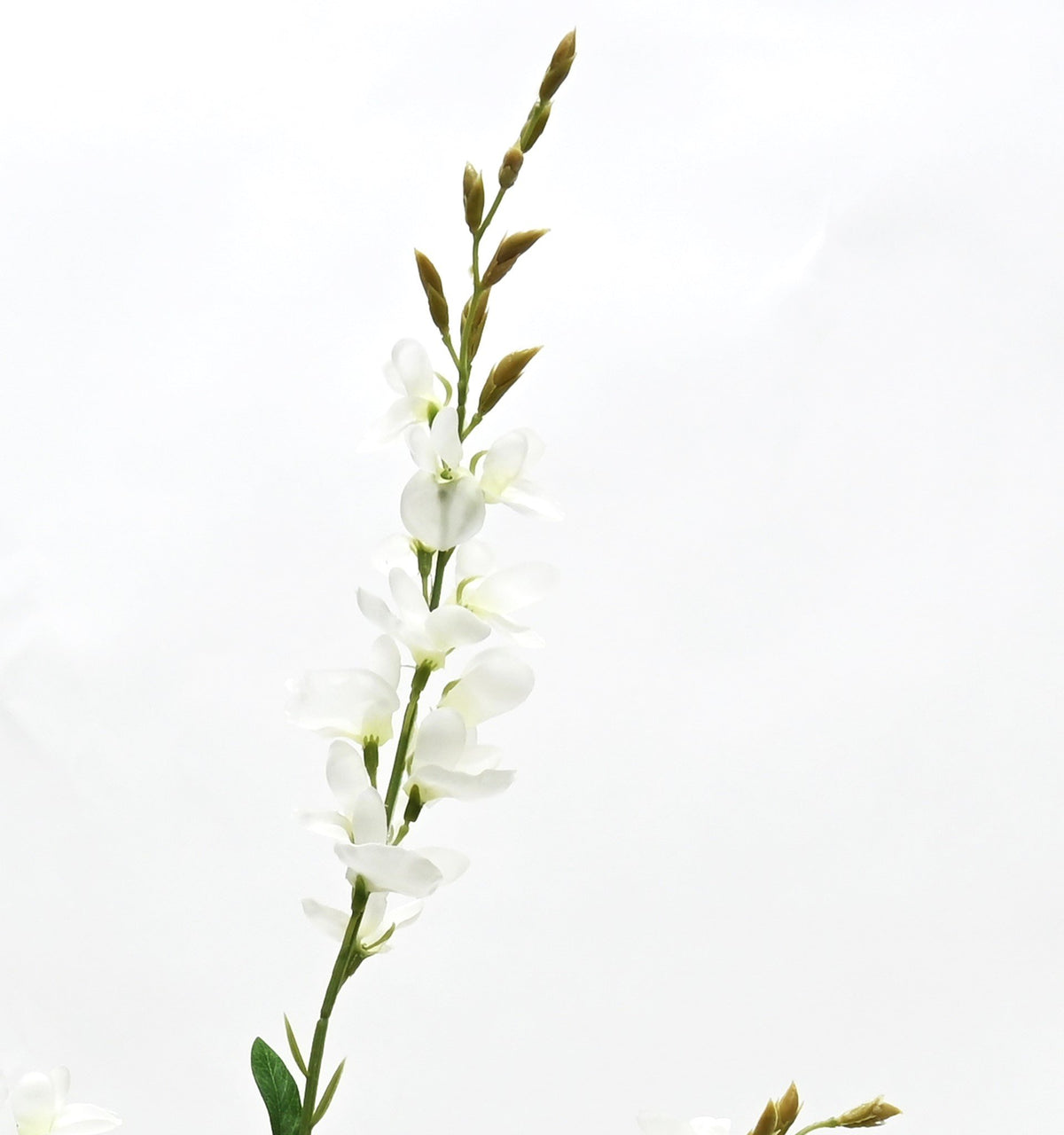 Close view of the white wild indigo floret sprays against a white background