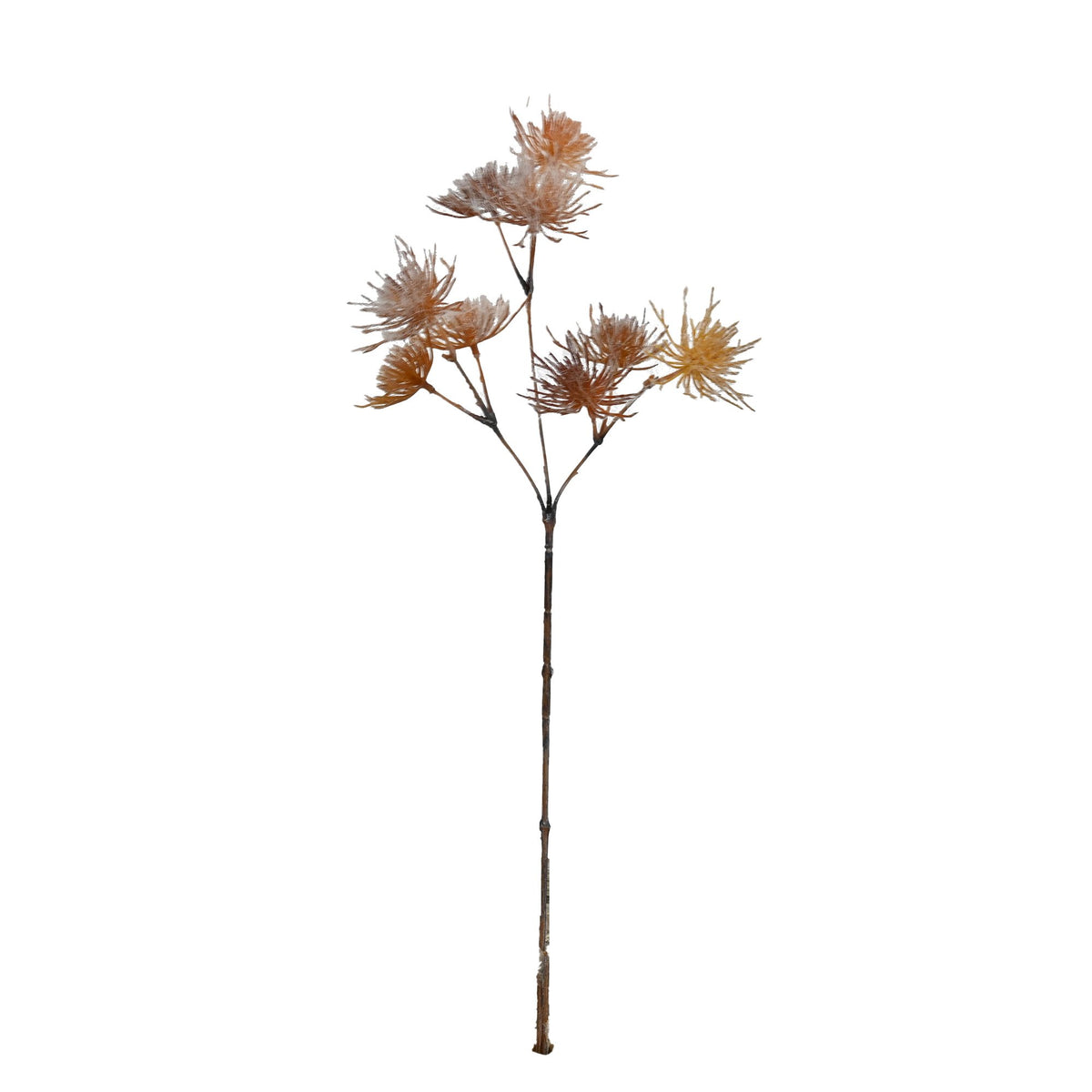 Field allium stem with rust brown spiky seed heads on a slender stalk, shown on white