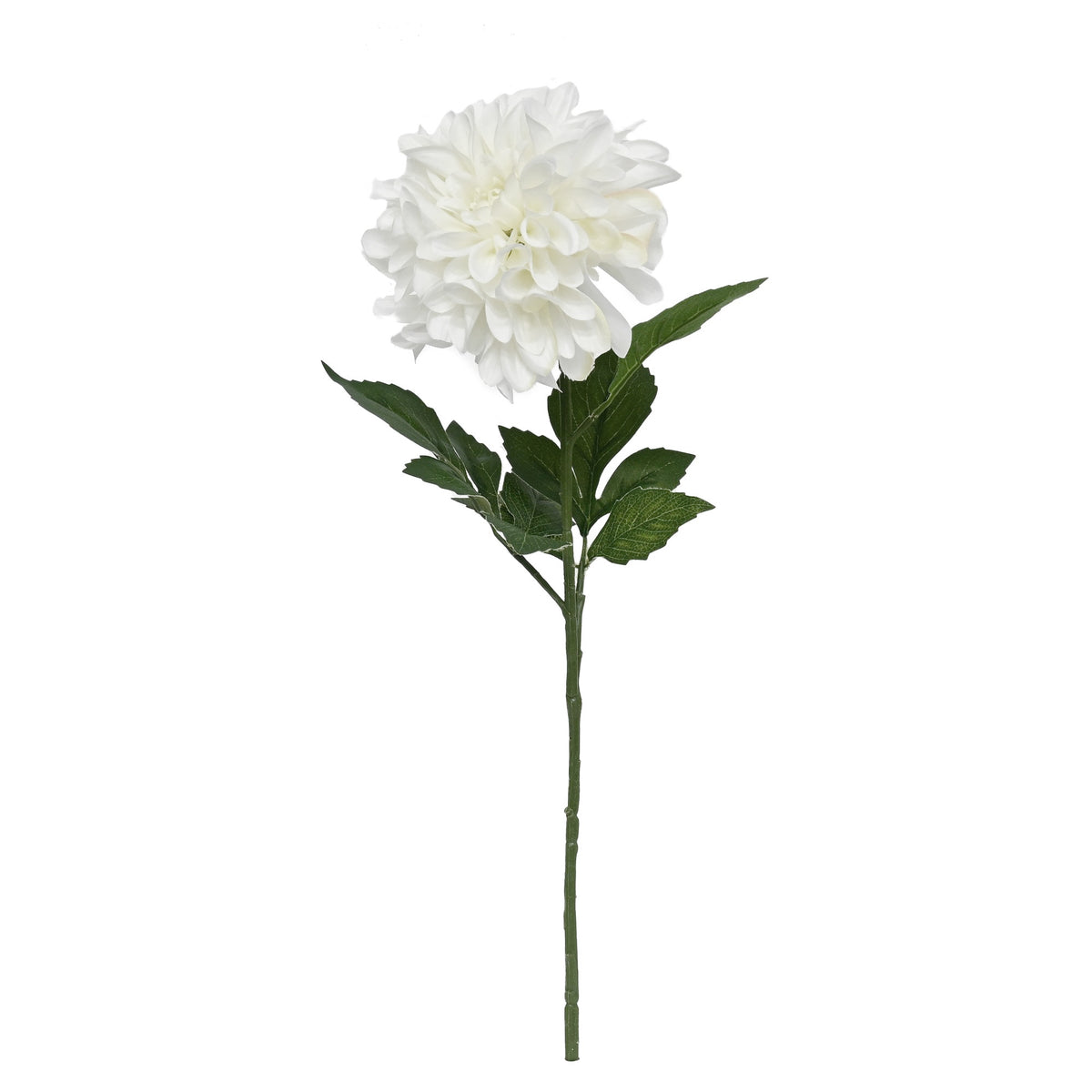 White grand dahlia stem with a full bloom and green leaves, on white