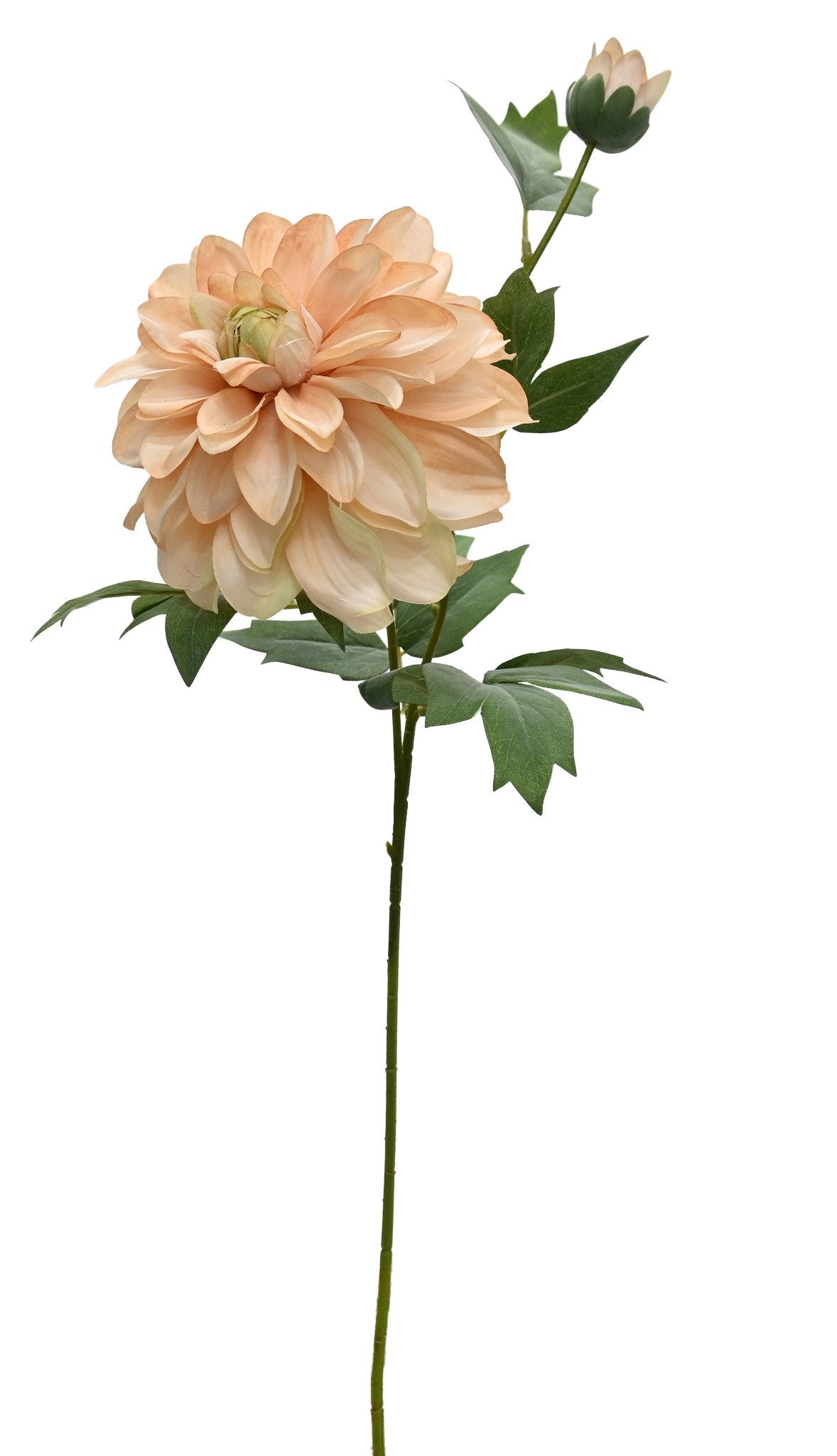Heritage dahlia faux stem in apricot glow with a layered bloom and bud, on white