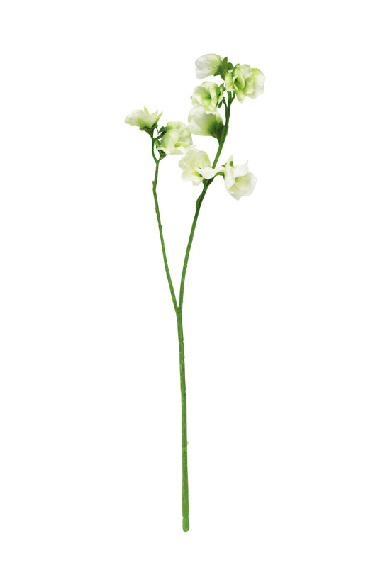 Faux sweet pea stem with cream and pale green blooms and buds, on white