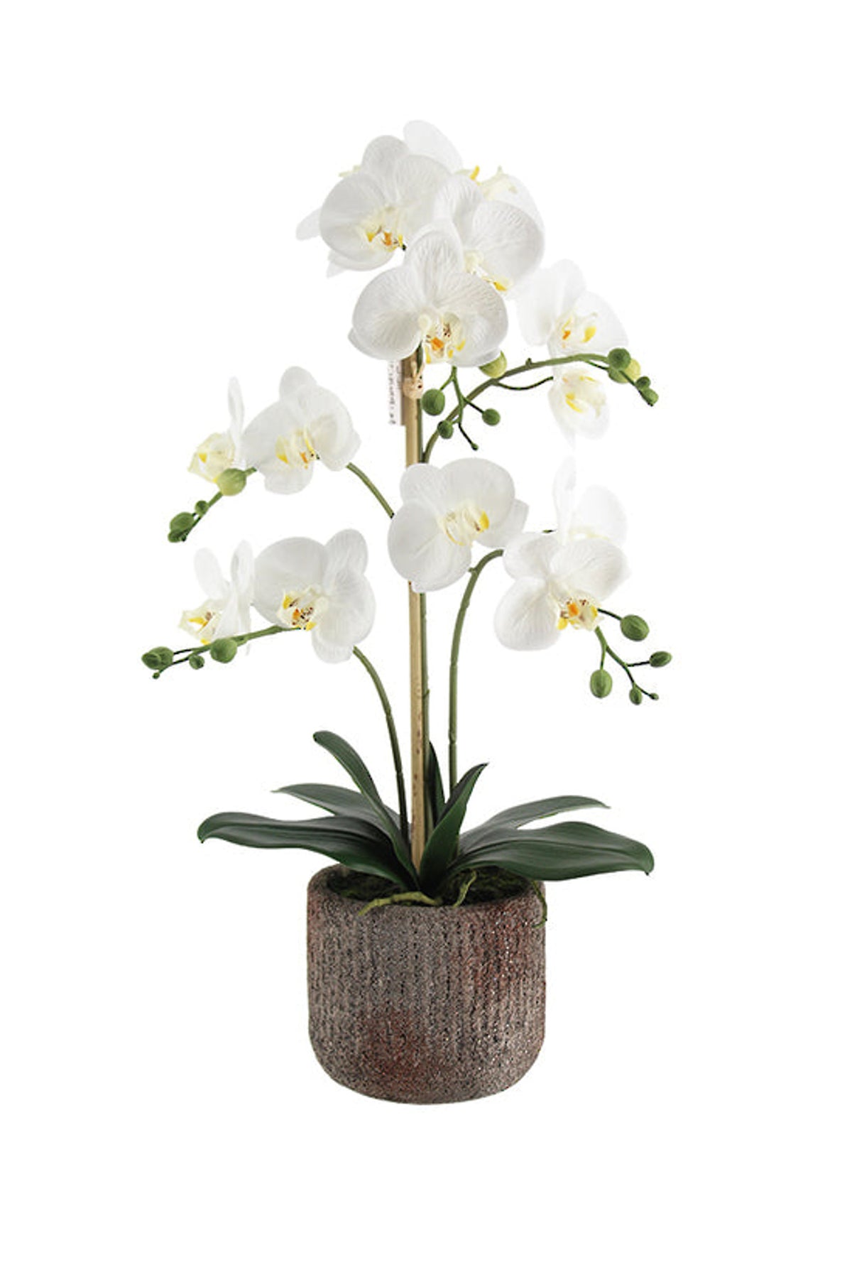 Phalaenopsis Orchid in Rustic Pot, 61cm, white faux blooms in a ribbed grey pot, on white