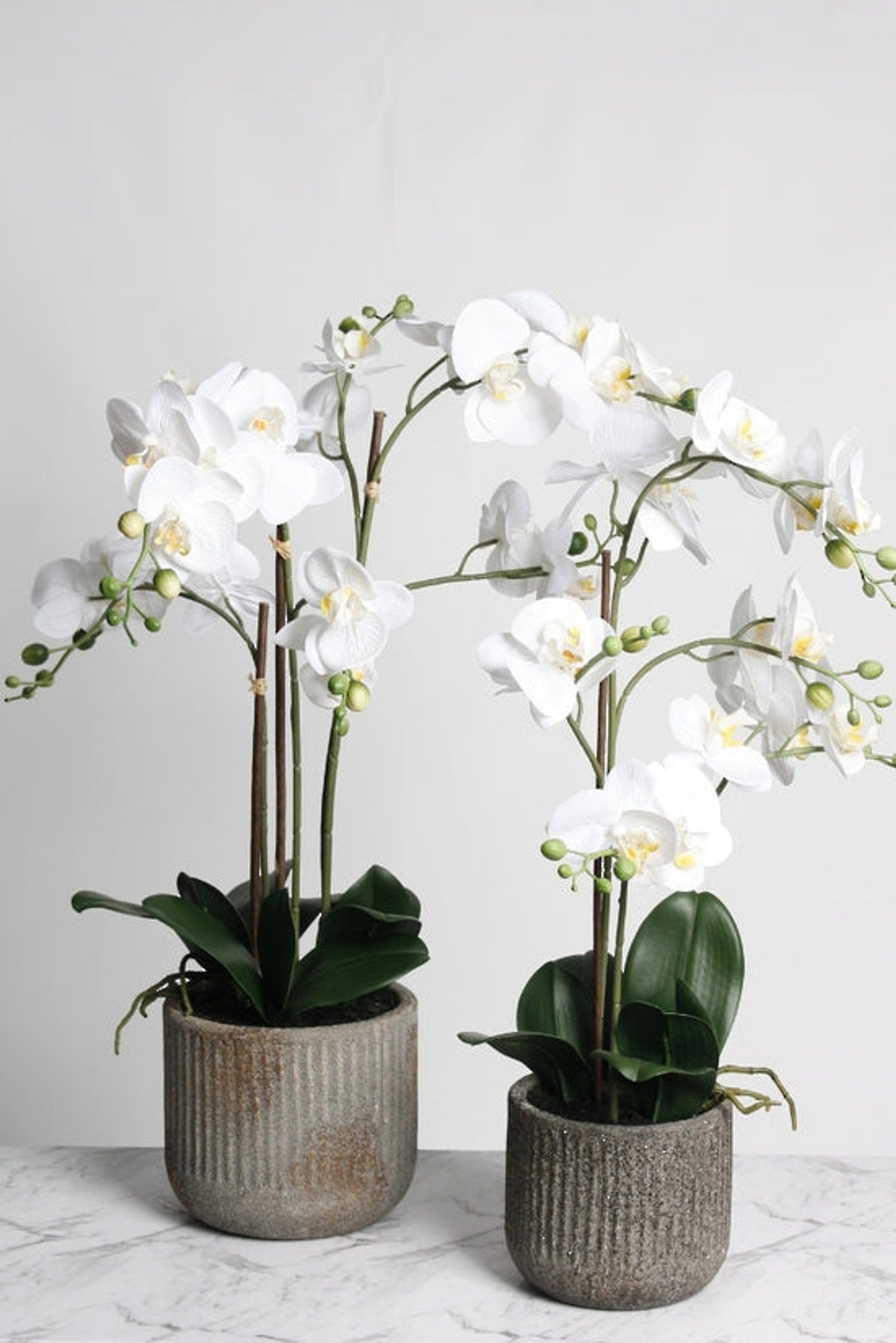 The 61cm and 66cm white faux orchids side by side in ribbed rustic pots
