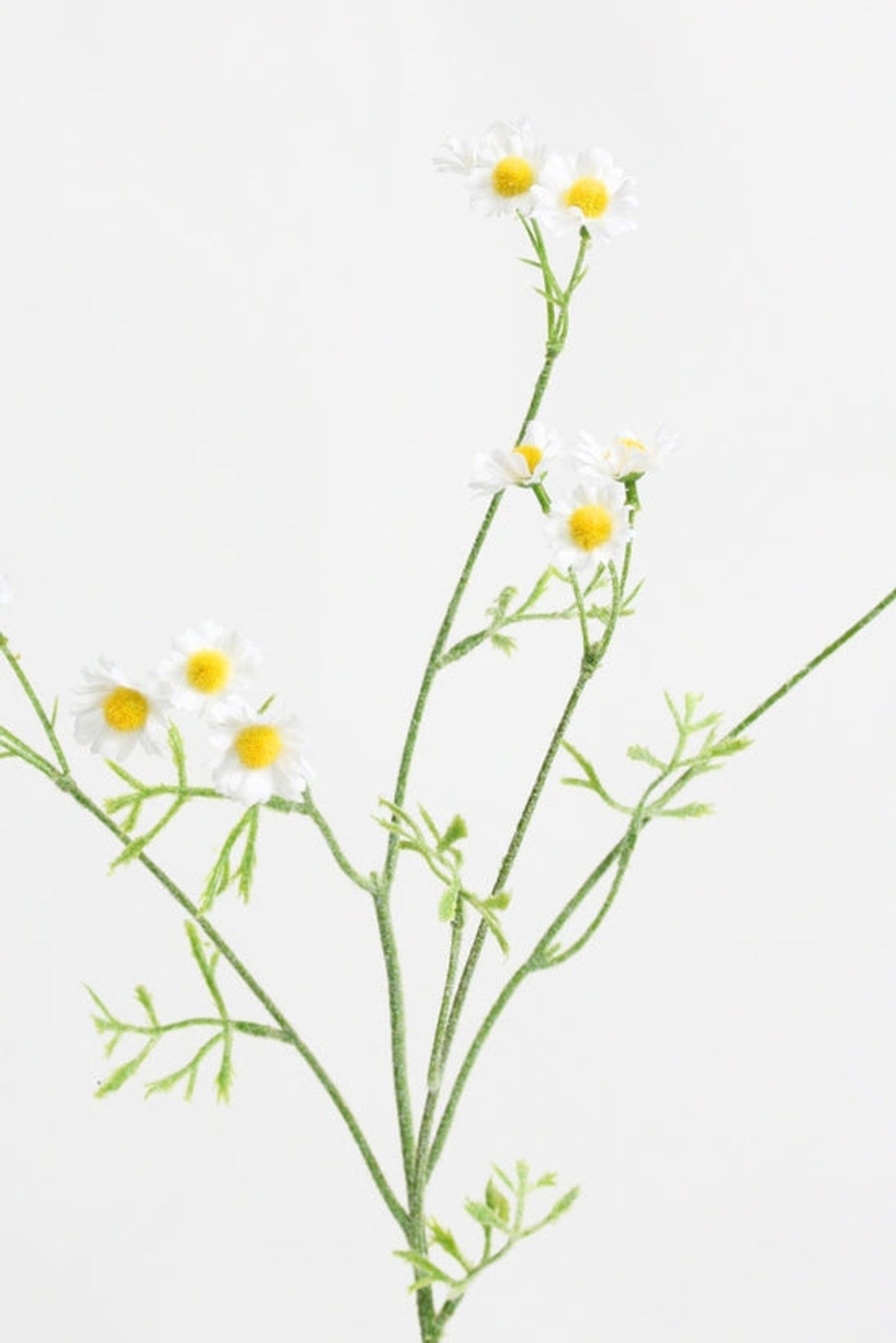 Mini daisy spray against a pale grey backdrop