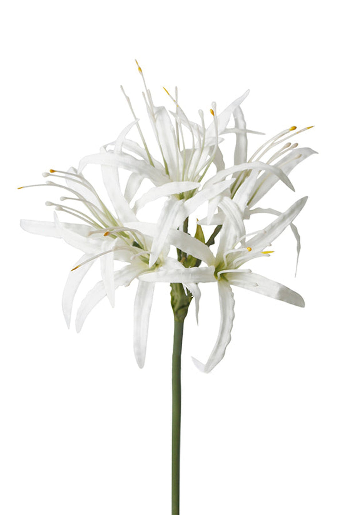 White nerine spray with curled petals and long stamens, on white