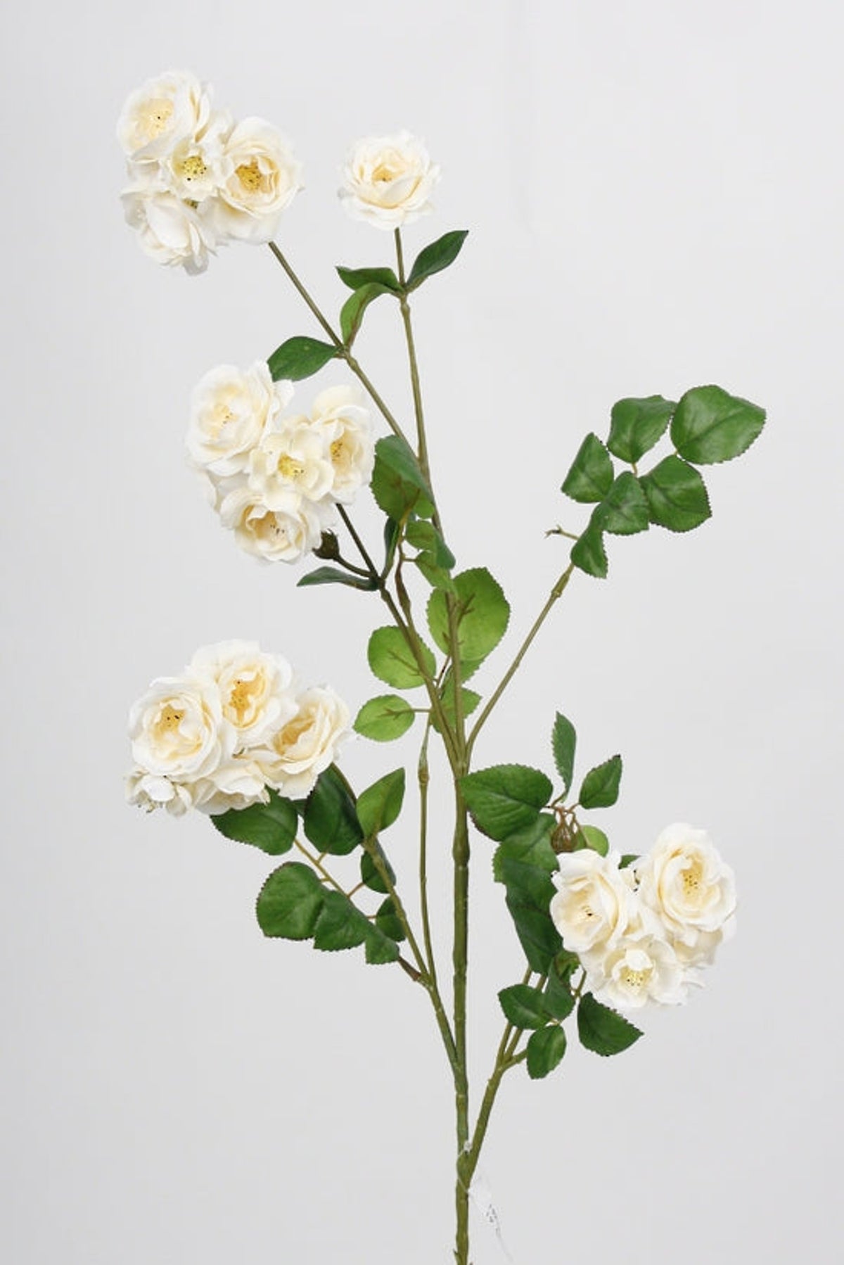 Wild rose spray with several branching stems of cream blooms, on pale grey