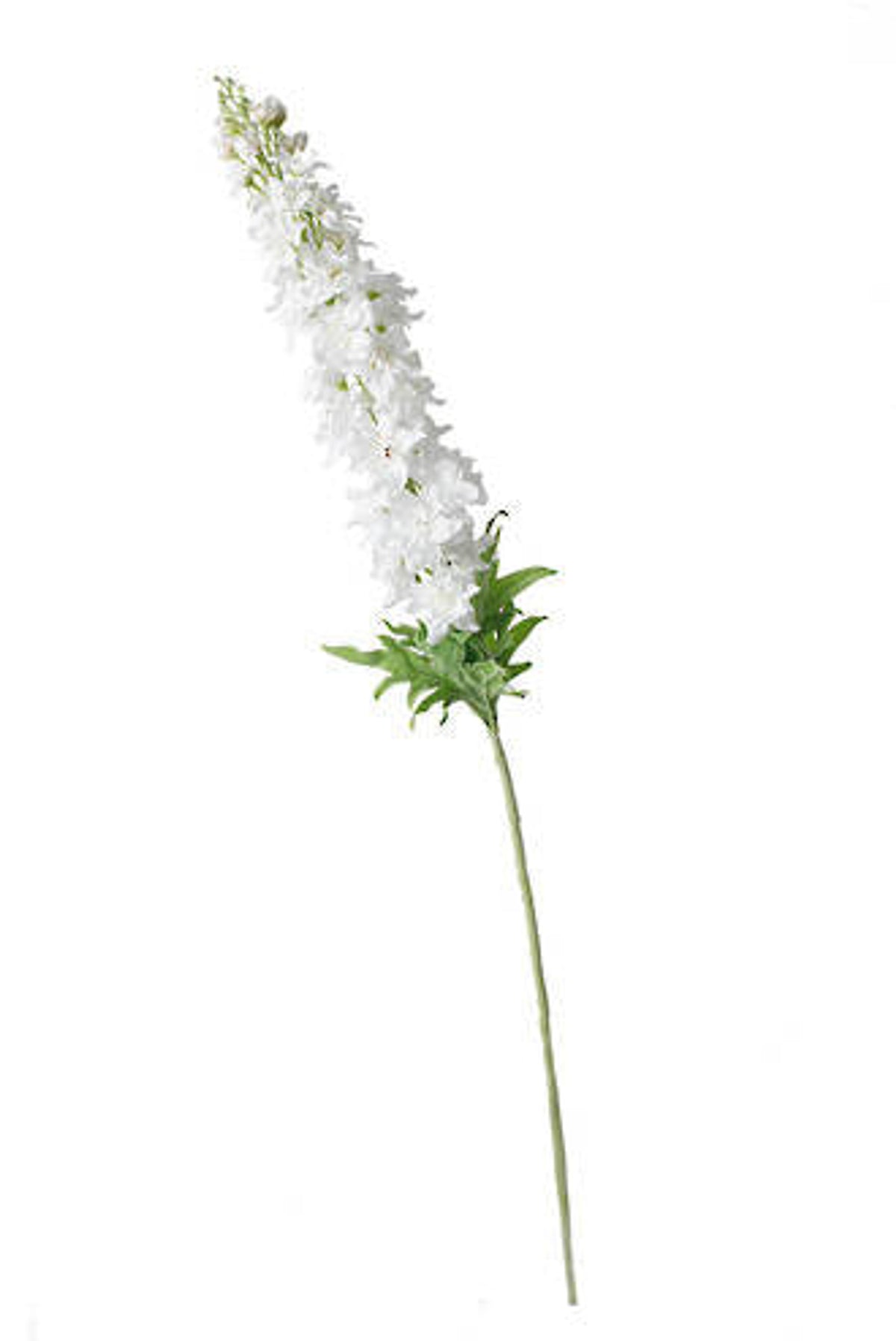 White delphinium spray on white, full length