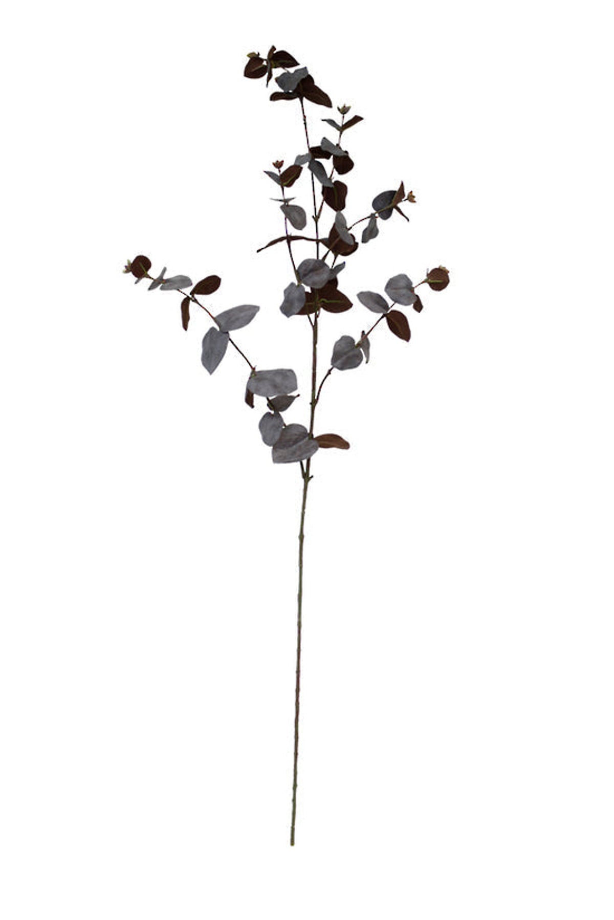 Brown eucalyptus spray with rounded bronze leaves on a slim stem, shown on white