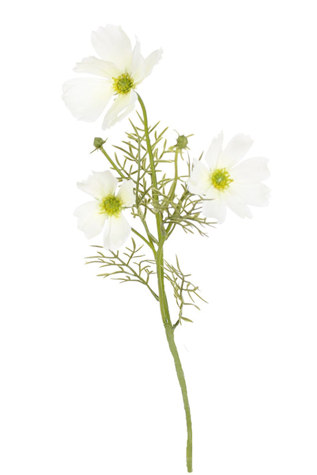White cosmos spray with feathery leaves, on white
