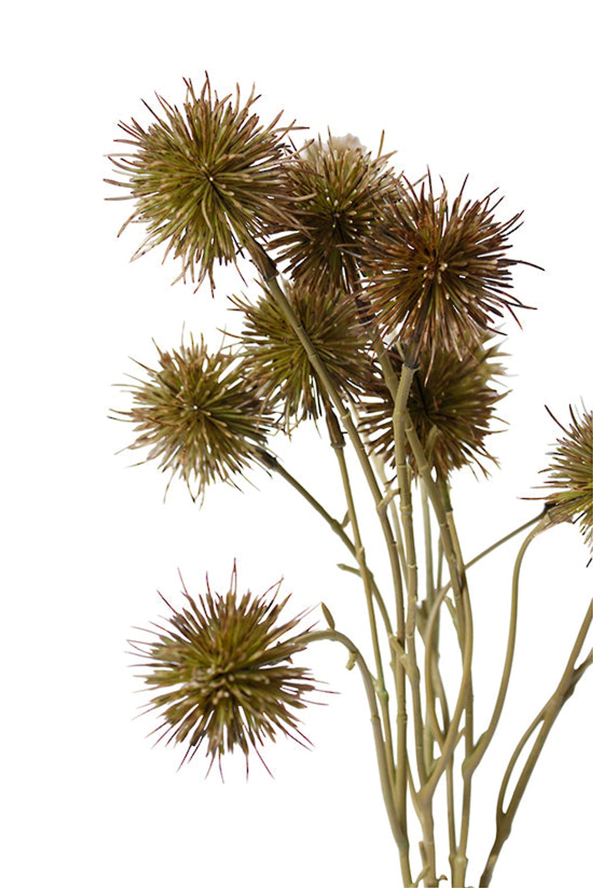 Close view of the spiky brown chestnut pods on their stems, on white