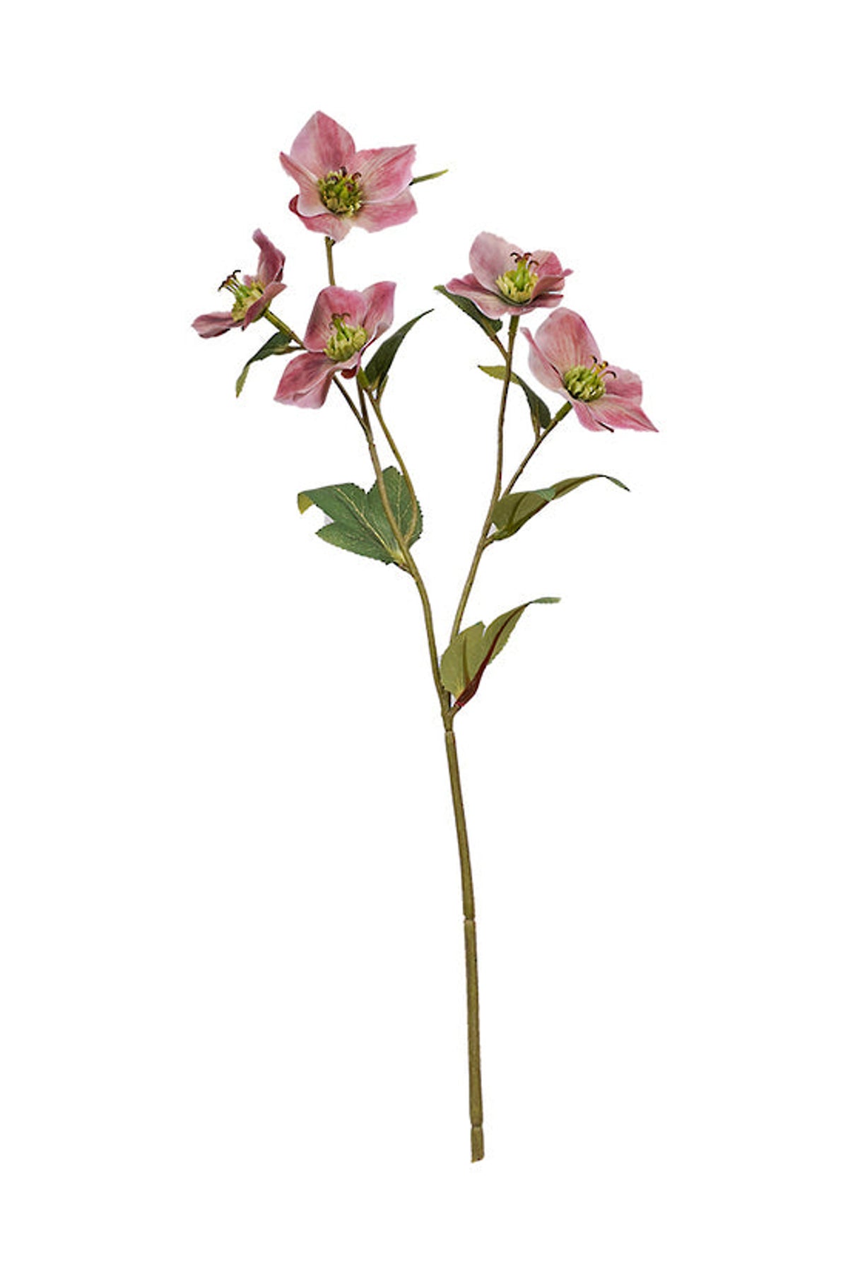 Mauve hellebore spray, full length on white