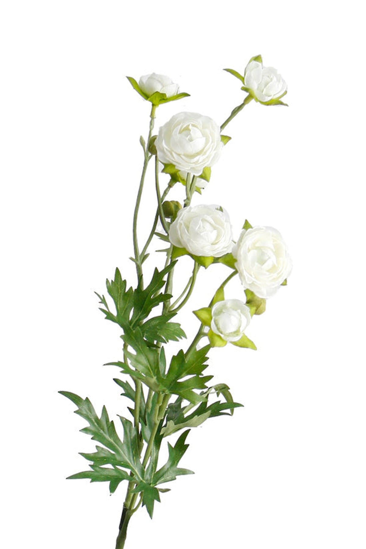 Petite white ranunculus spray with small blooms and lacy leaves, on white