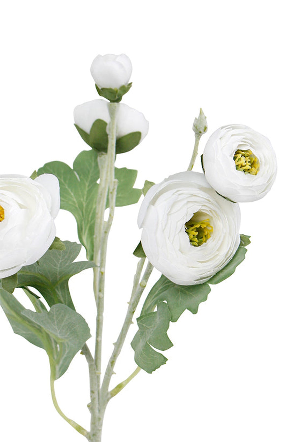 Close view of white ranunculus blooms and green leaves