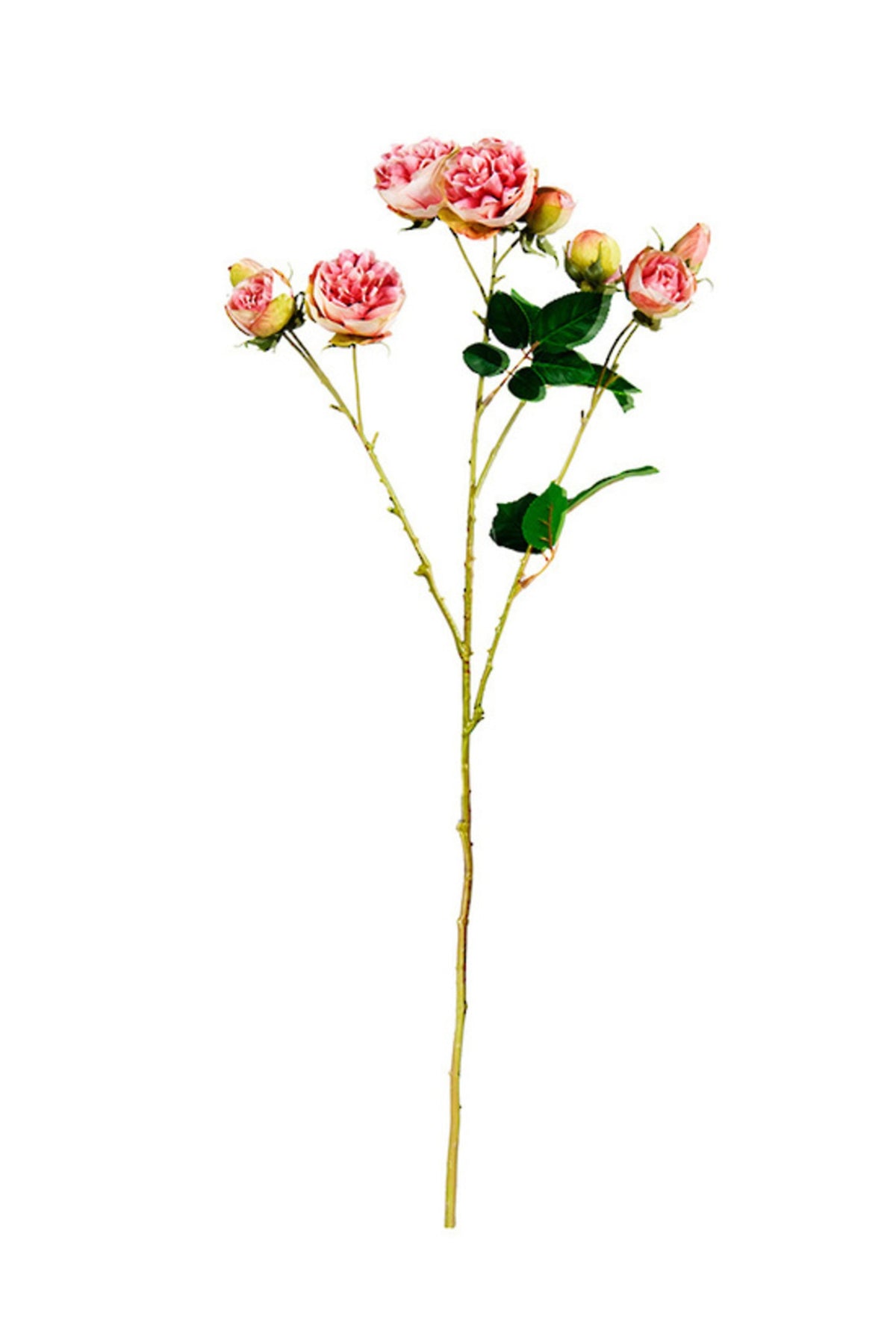 Bourbon Rose Spray in soft pink, full stem on white