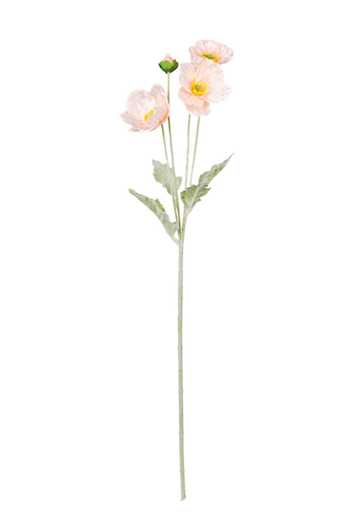 Iceland Poppy Spray in blush, full stem on white