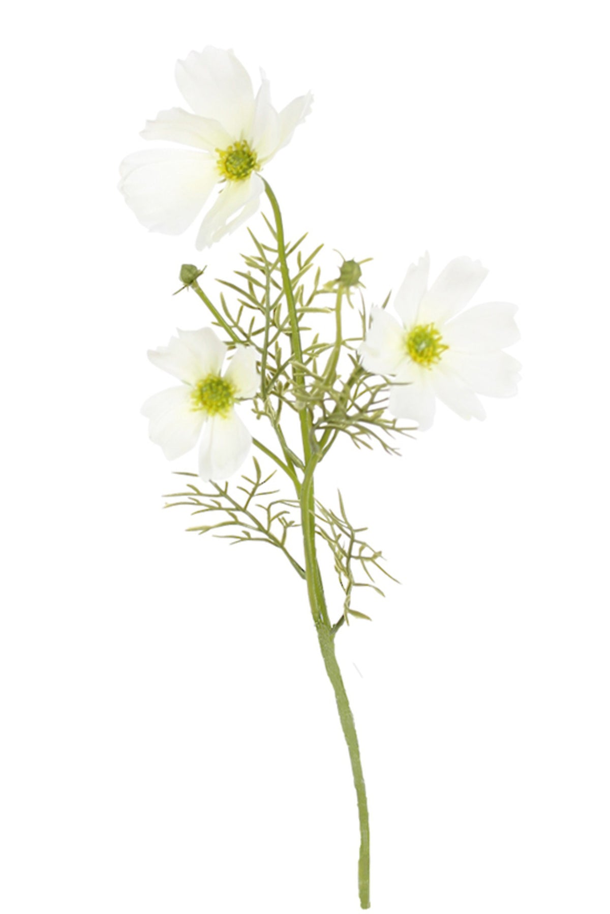 Single White Cosmos Spray stem with three flowers and feathery leaves, on white