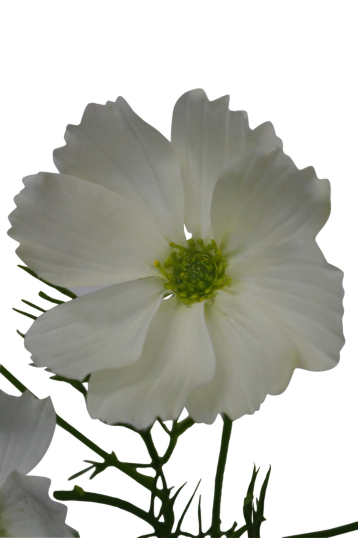 Close view of one white cosmos flower with a yellow centre